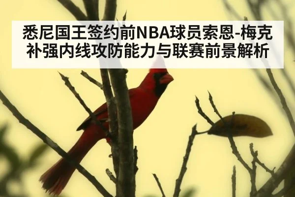 悉尼国王签约前NBA球员索恩-梅克 补强内线攻防能力与联赛前景解析 - jiuyouhui